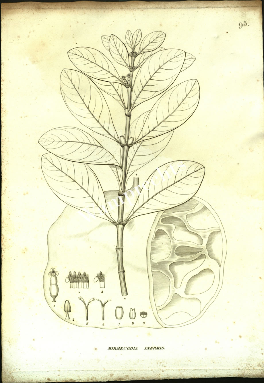 Botanical Engravings of A. Poiret