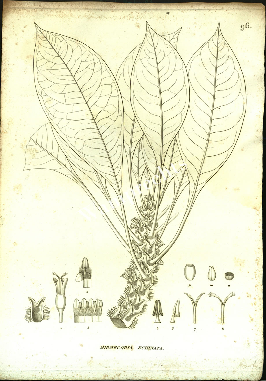 Botanical Engravings of A. Poiret
