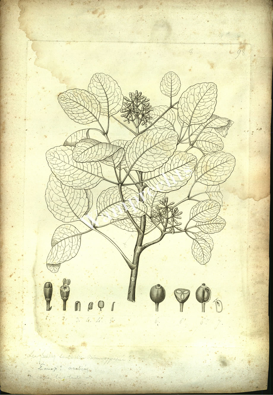 Botanical Engravings of A. Poiret