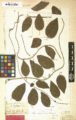 Botanical Engravings of A. Poiret