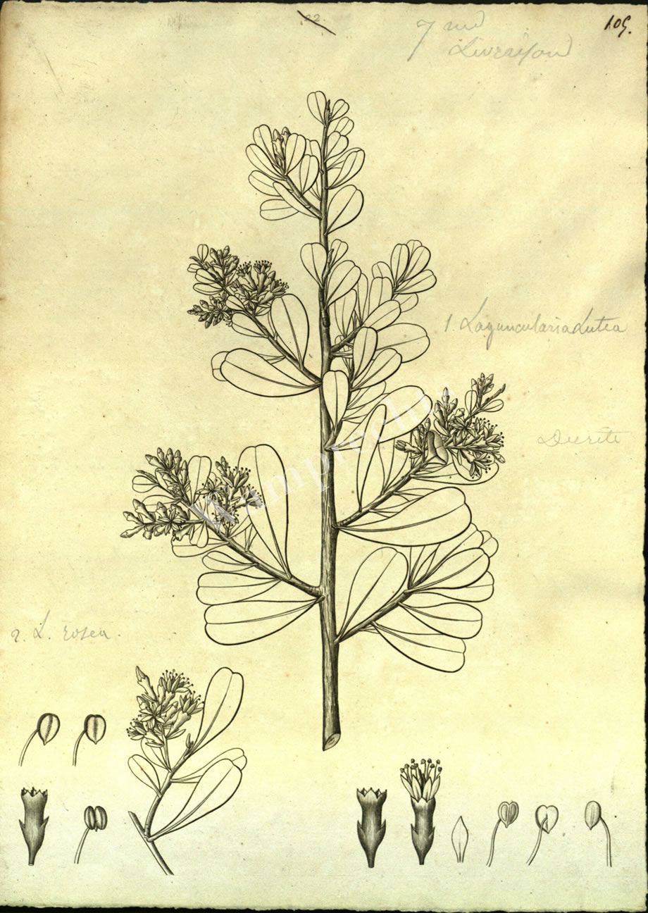 Botanical Engravings of A. Poiret