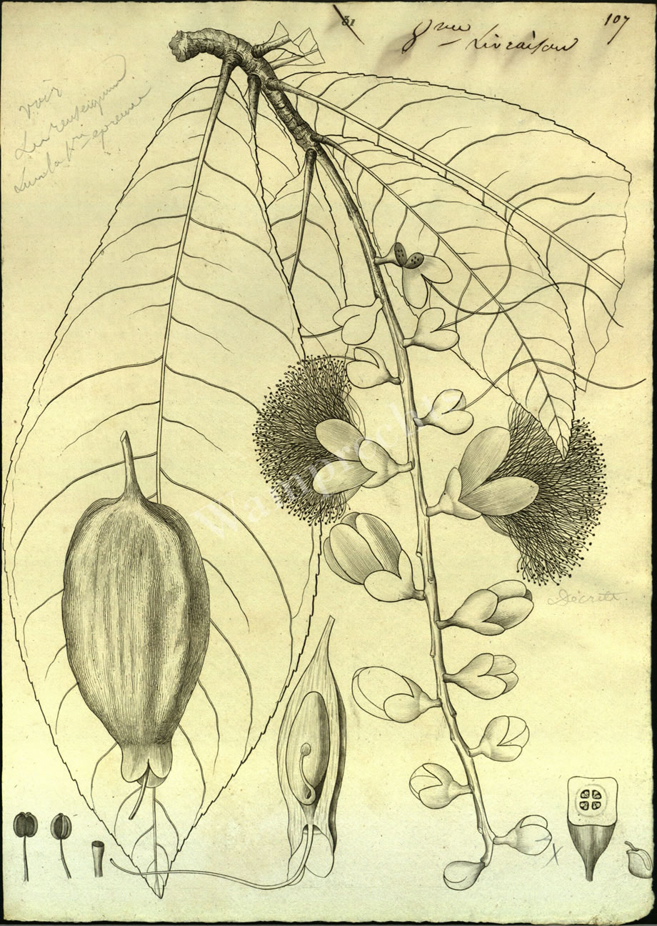 Botanical Engravings of A. Poiret