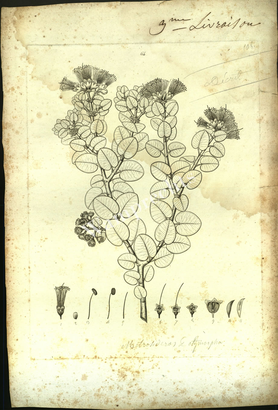 Botanical Engravings of A. Poiret