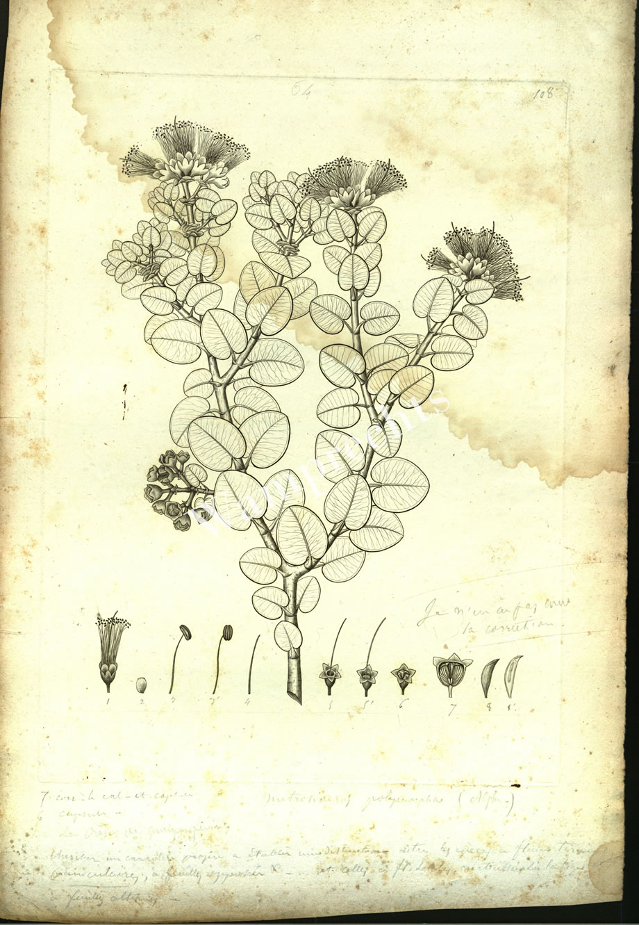 Botanical Engravings of A. Poiret