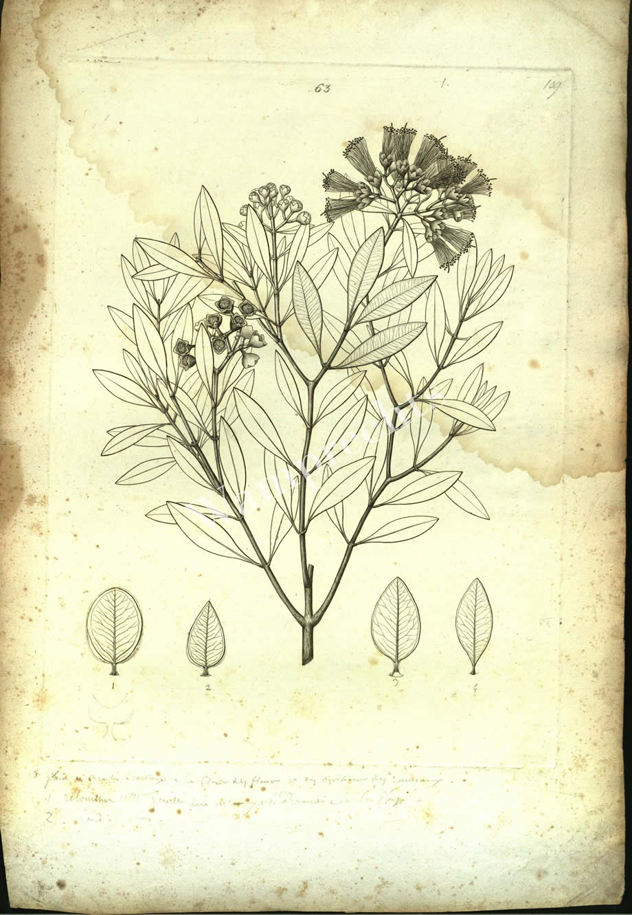 Botanical Engravings of A. Poiret