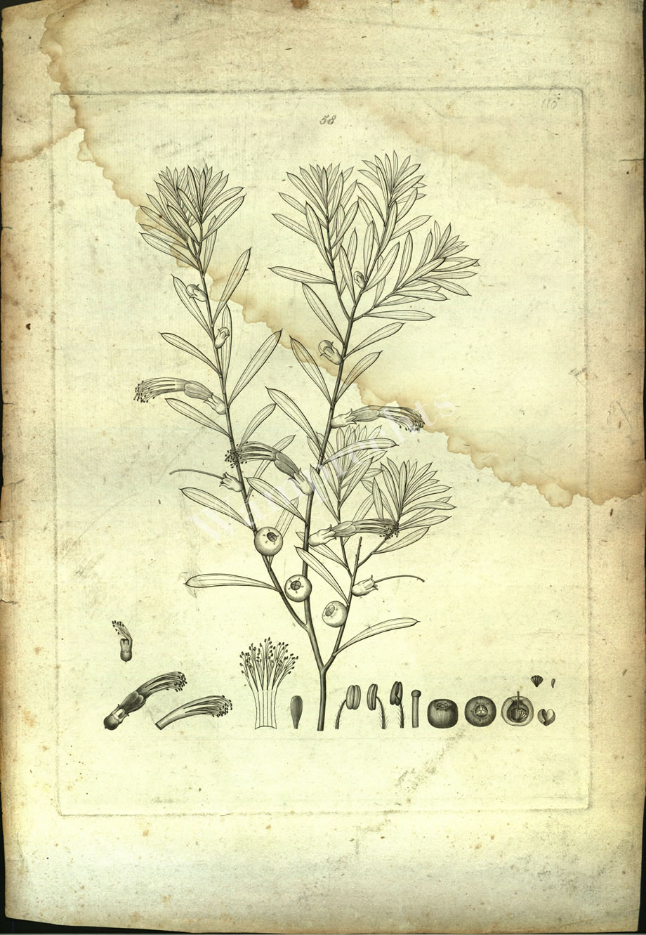 Botanical Engravings of A. Poiret