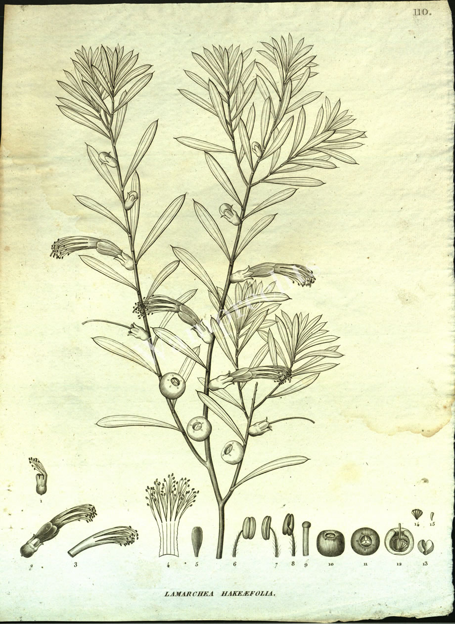 Botanical Engravings of A. Poiret