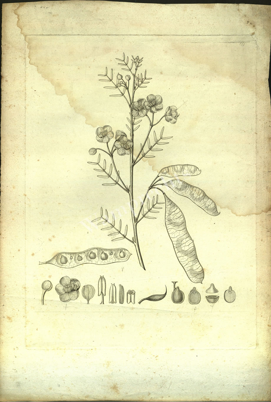 Botanical Engravings of A. Poiret