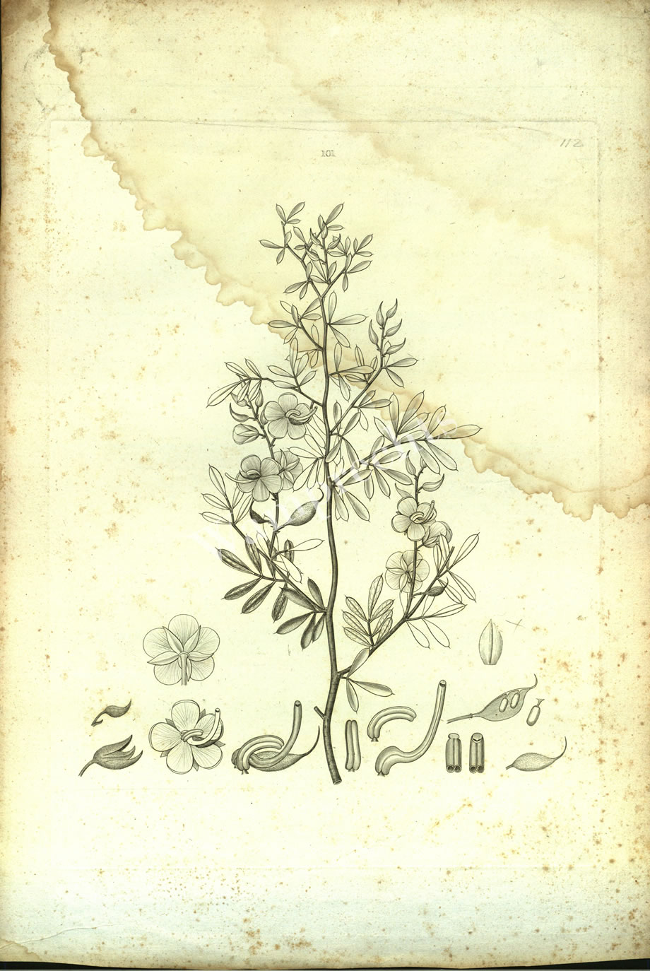 Botanical Engravings of A. Poiret