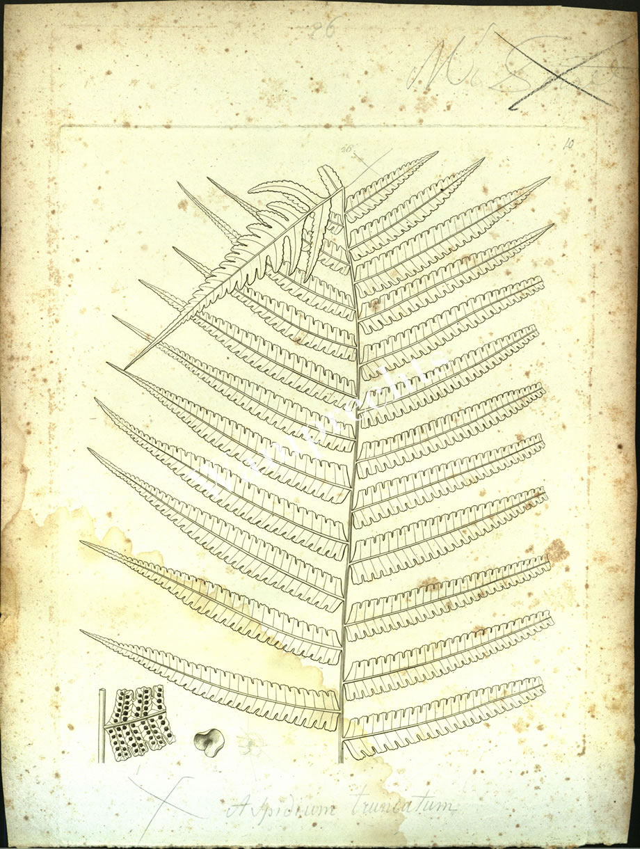 Botanical Engravings of A. Poiret