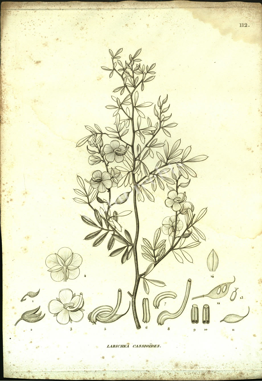 Botanical Engravings of A. Poiret