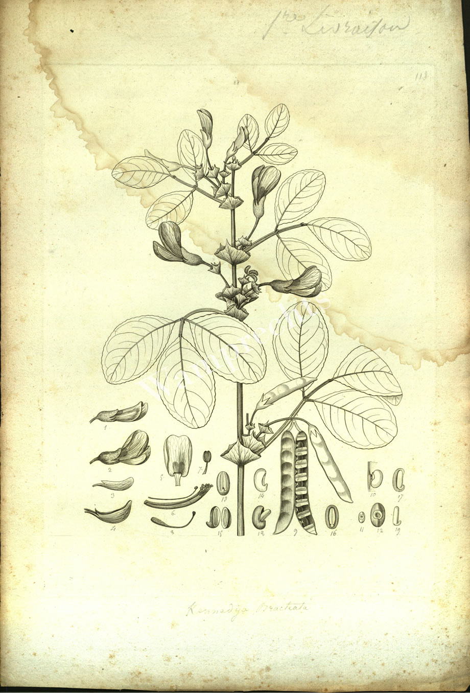 Botanical Engravings of A. Poiret