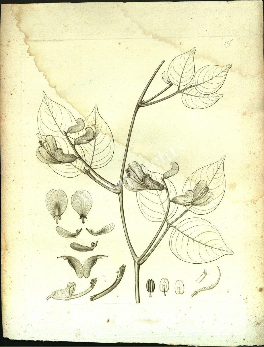 Botanical Engravings of A. Poiret
