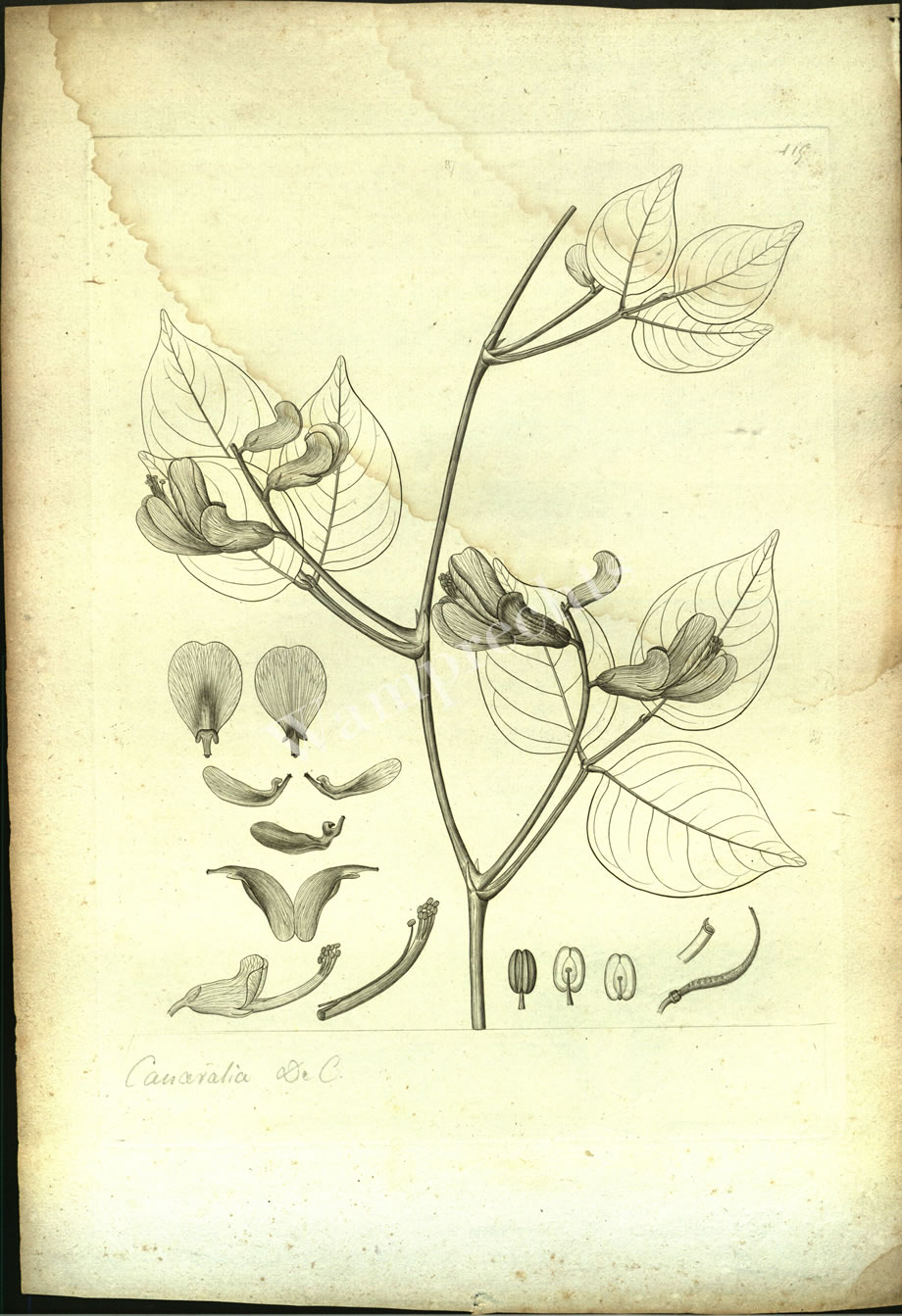 Botanical Engravings of A. Poiret