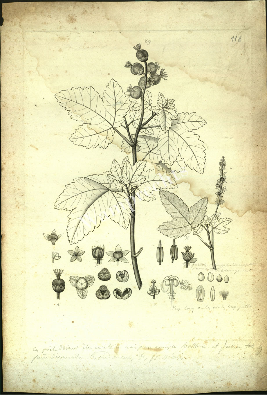 Botanical Engravings of A. Poiret
