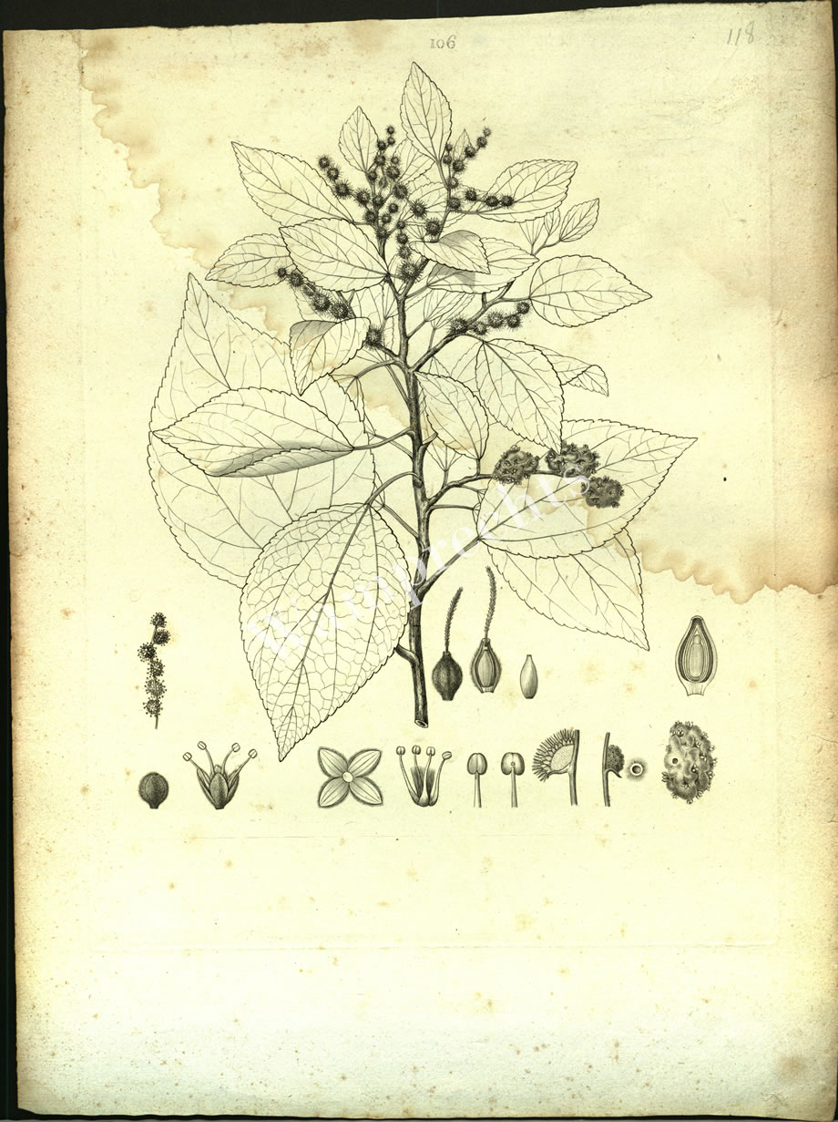 Botanical Engravings of A. Poiret