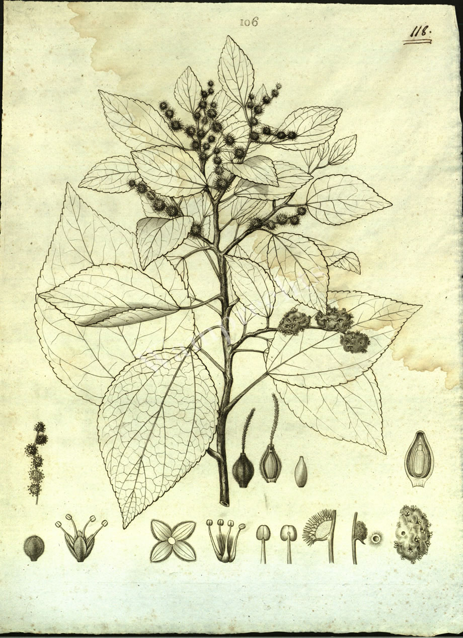 Botanical Engravings of A. Poiret