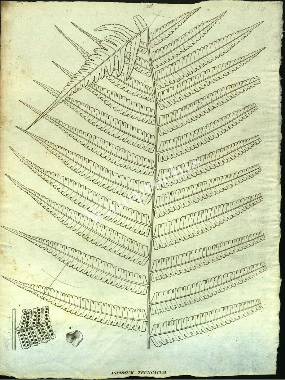 Botanical Engravings of A. Poiret