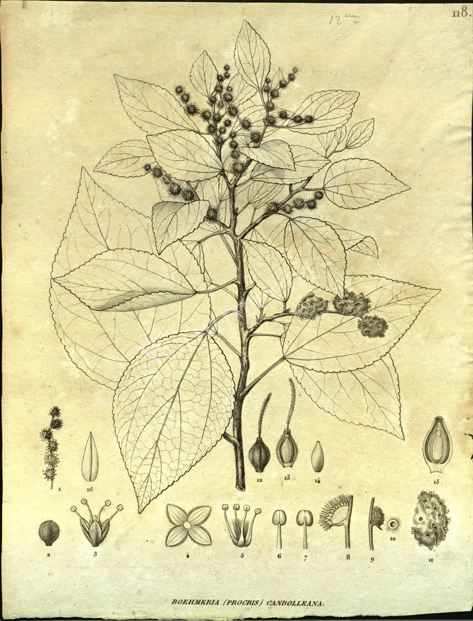 Botanical Engravings of A. Poiret