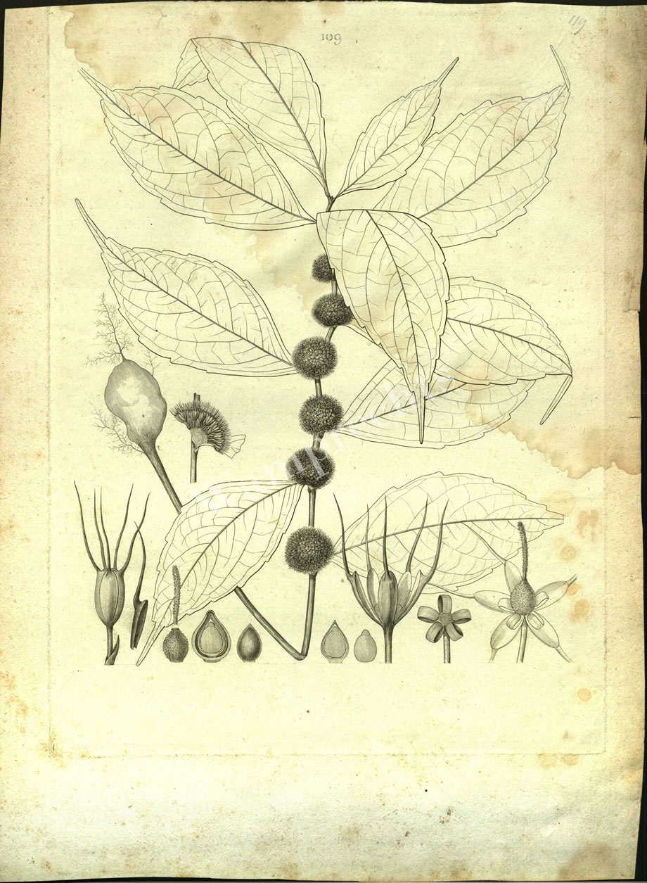 Botanical Engravings of A. Poiret