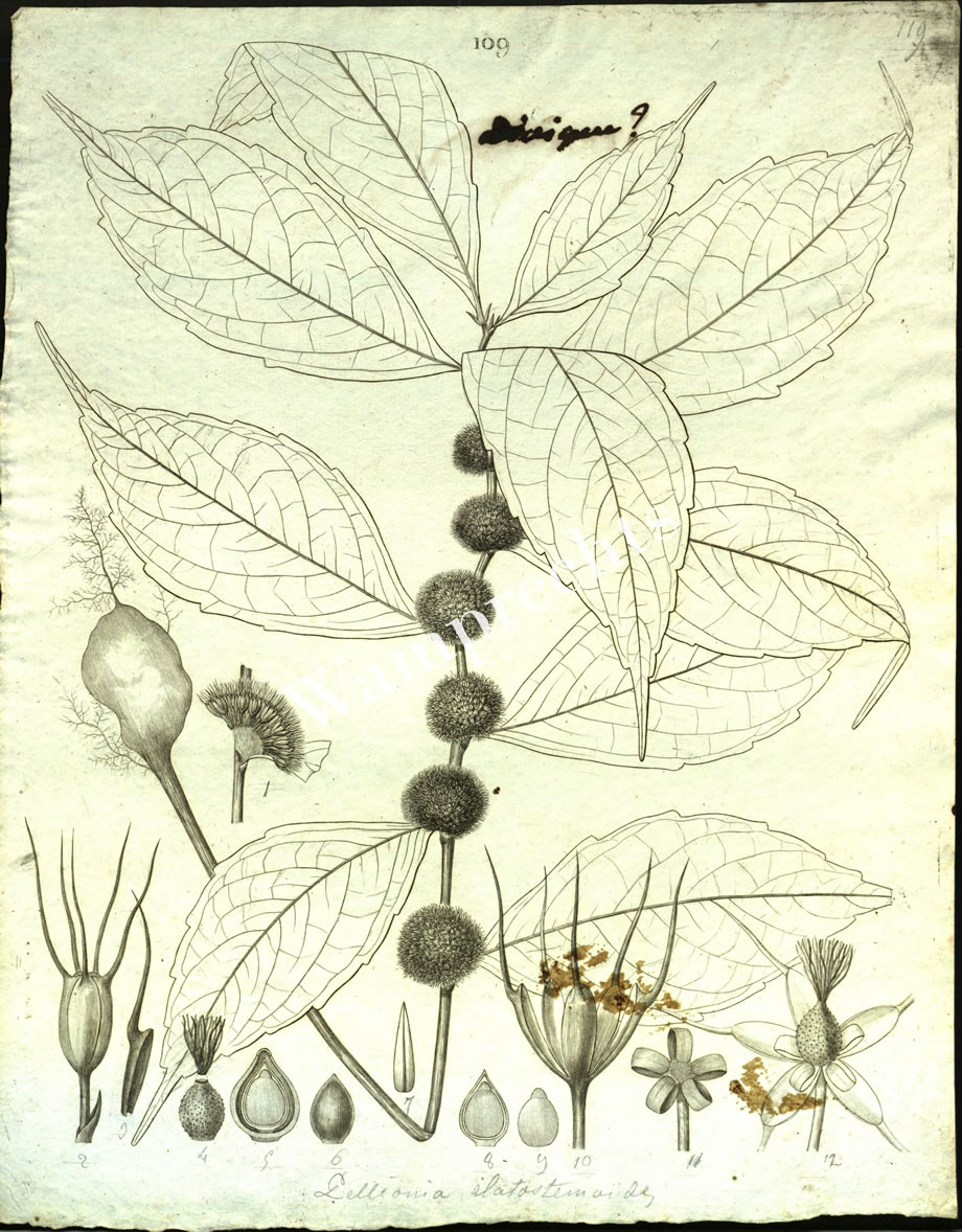Botanical Engravings of A. Poiret