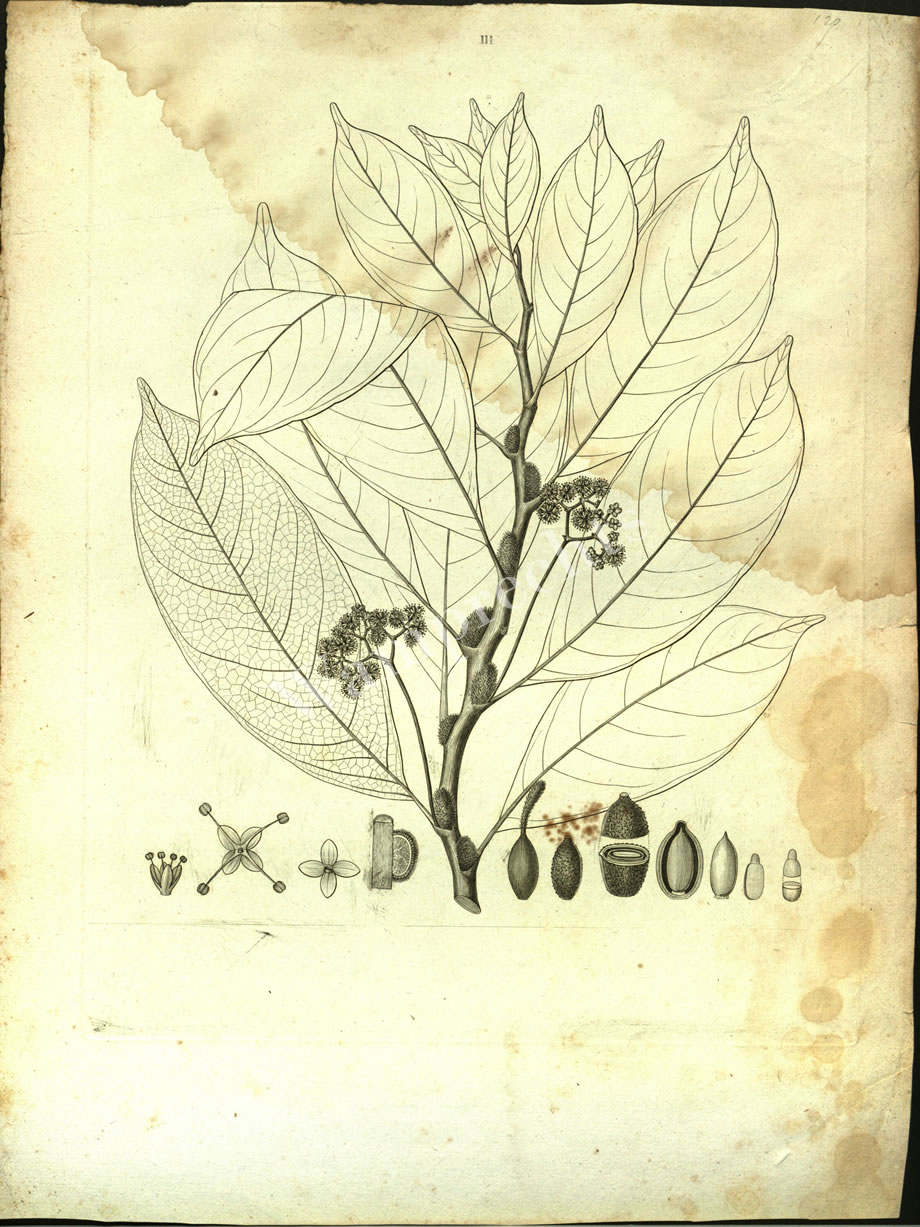 Botanical Engravings of A. Poiret
