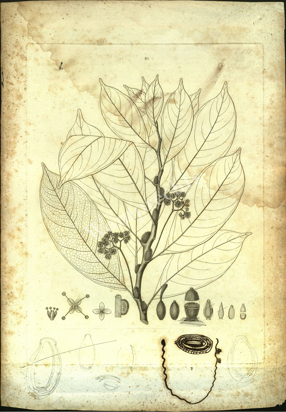 Botanical Engravings of A. Poiret