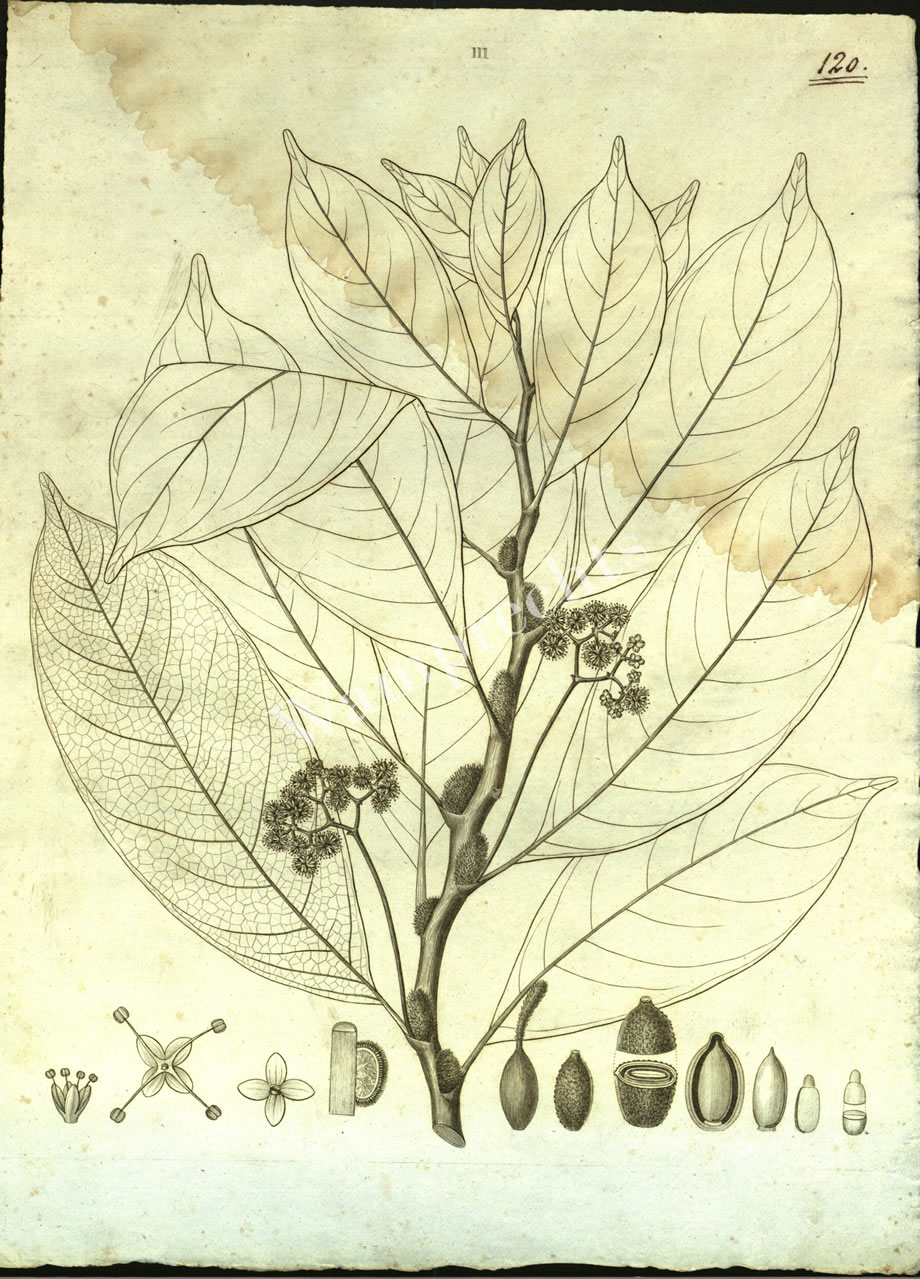 Botanical Engravings of A. Poiret