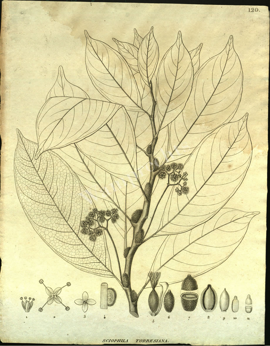 Botanical Engravings of A. Poiret