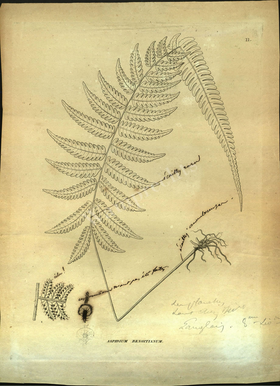 Botanical Engravings of A. Poiret