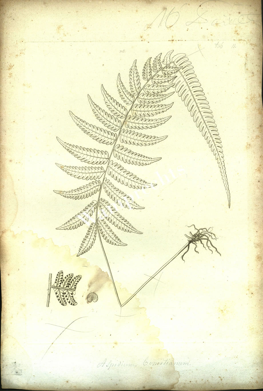 Botanical Engravings of A. Poiret