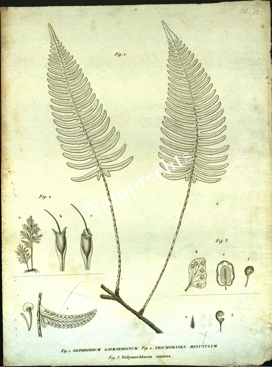 Botanical Engravings of A. Poiret