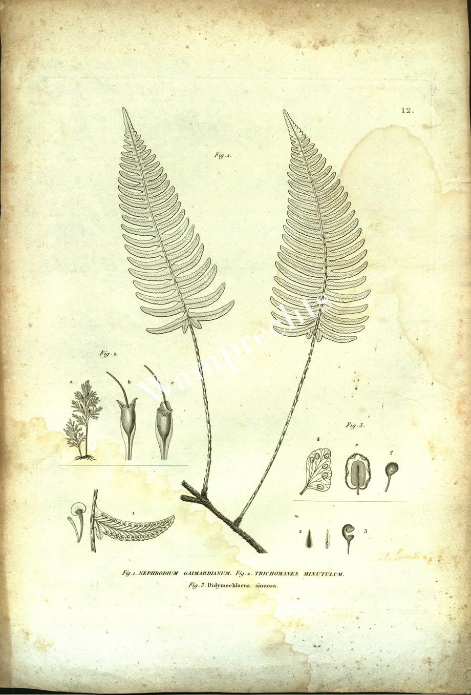 Botanical Engravings of A. Poiret