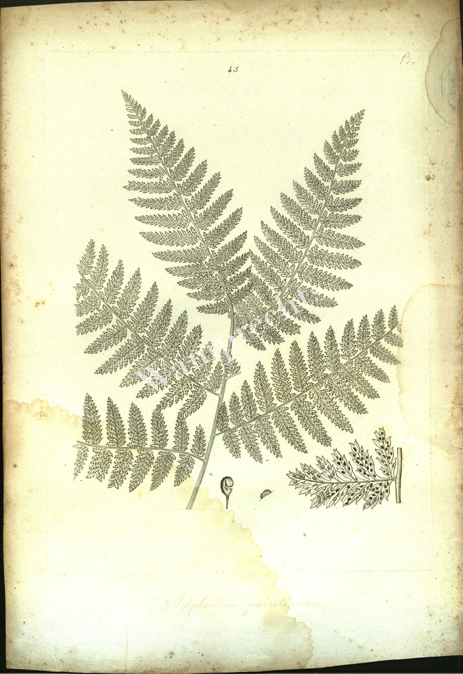 Botanical Engravings of A. Poiret