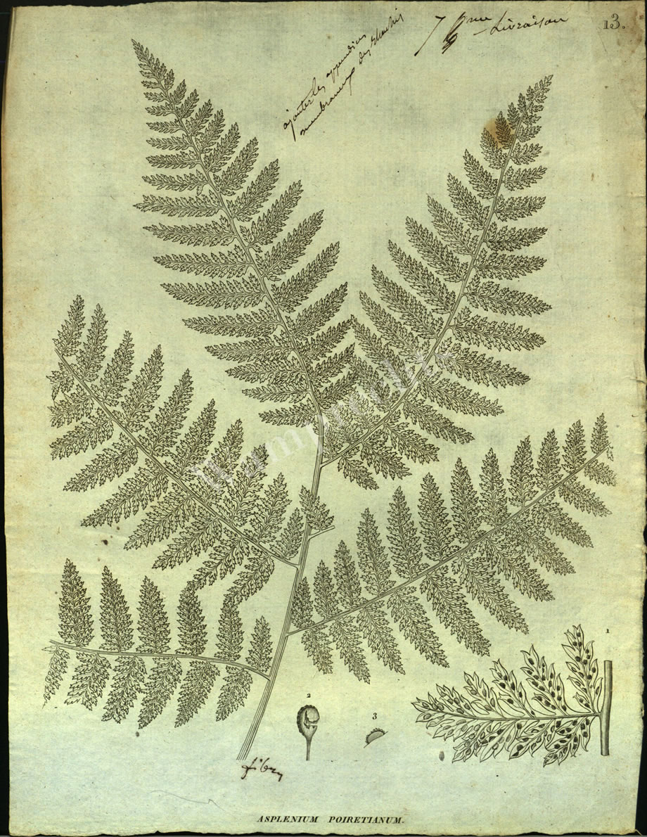 Botanical Engravings of A. Poiret