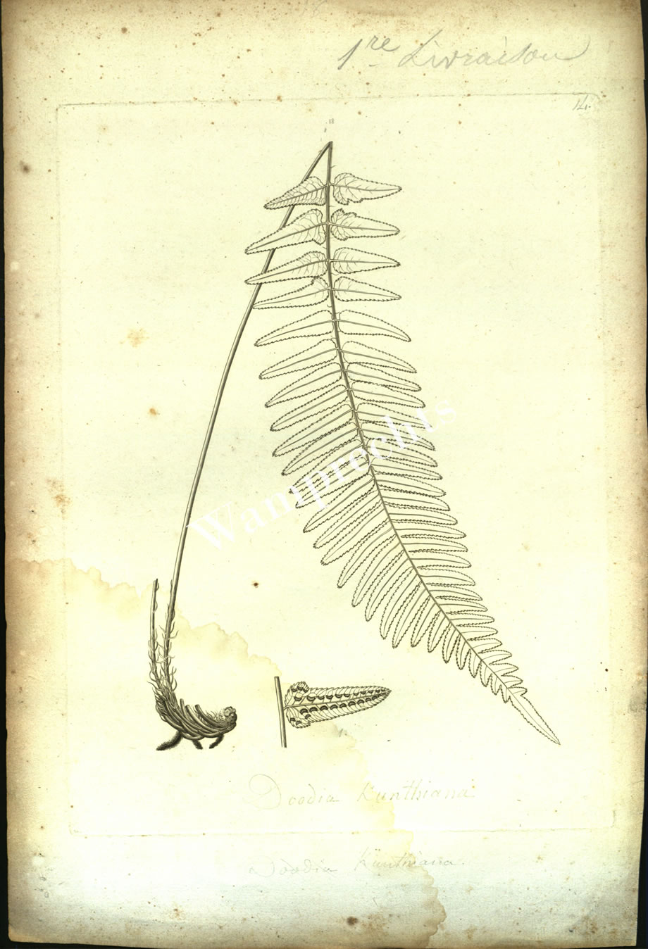 Botanical Engravings of A. Poiret