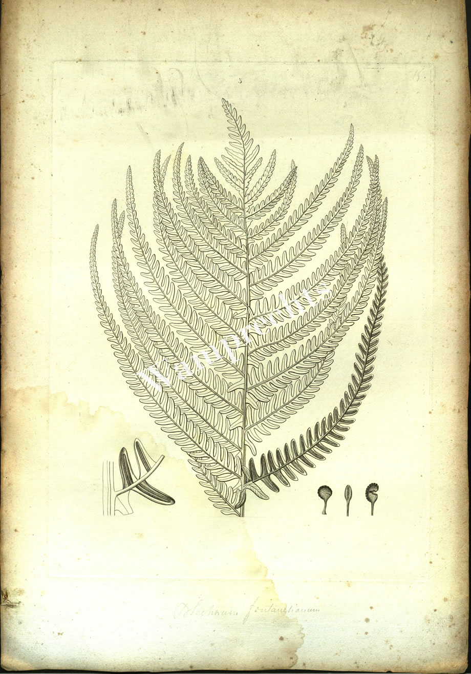 Botanical Engravings of A. Poiret