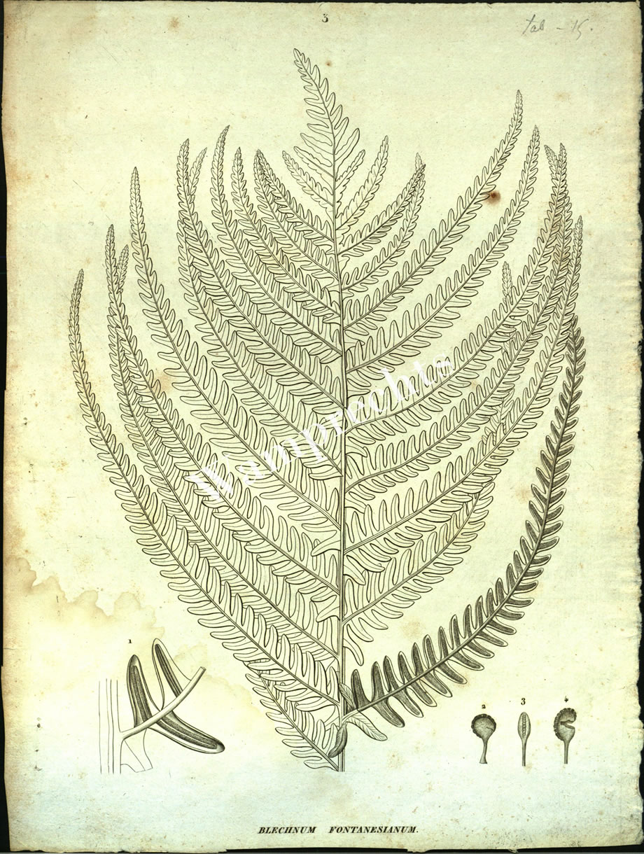 Botanical Engravings of A. Poiret
