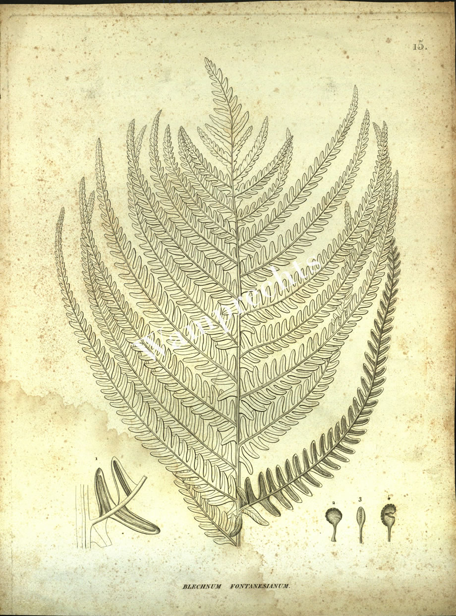 Botanical Engravings of A. Poiret