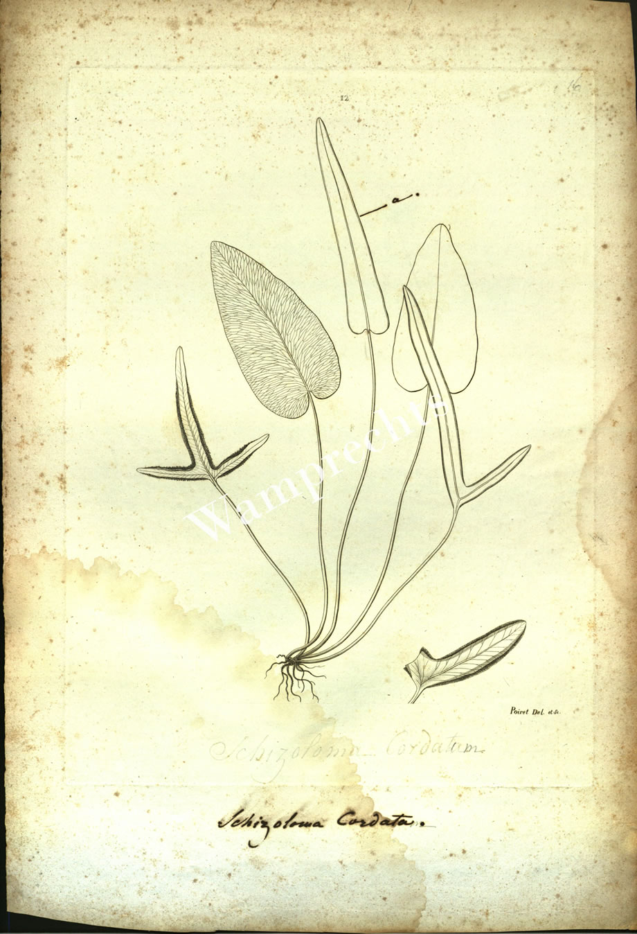 Botanical Engravings of A. Poiret
