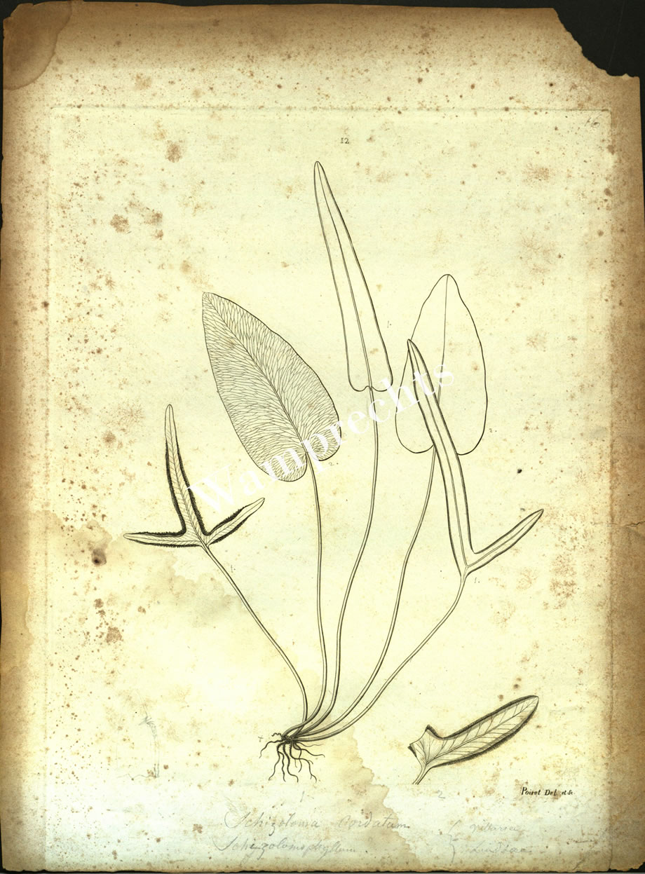 Botanical Engravings of A. Poiret