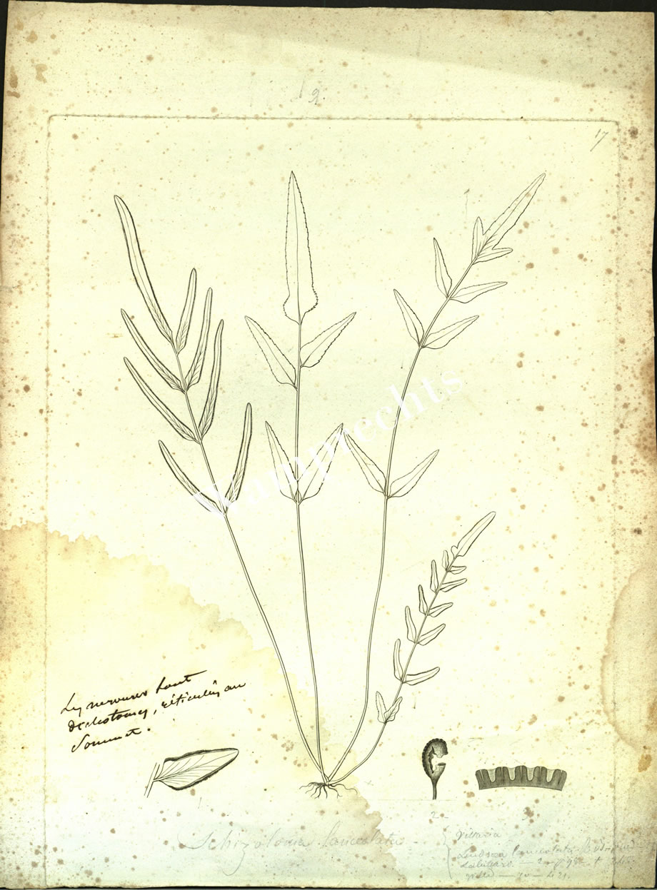 Botanical Engravings of A. Poiret