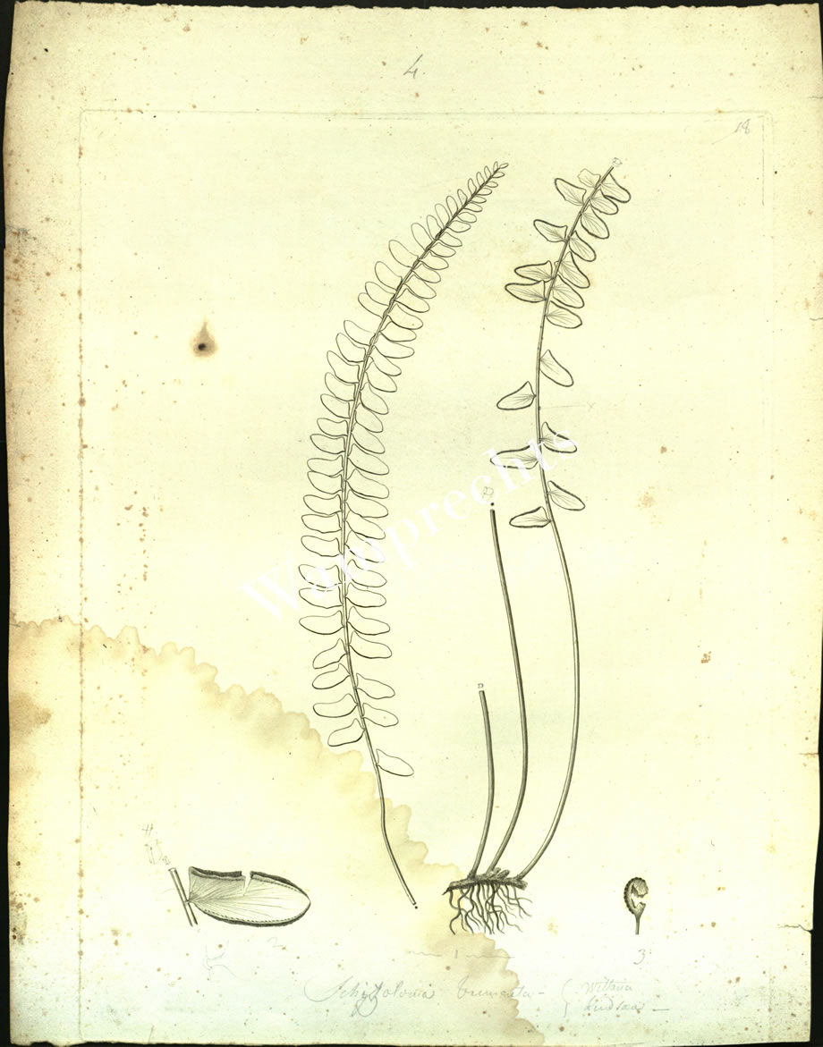 Botanical Engravings of A. Poiret