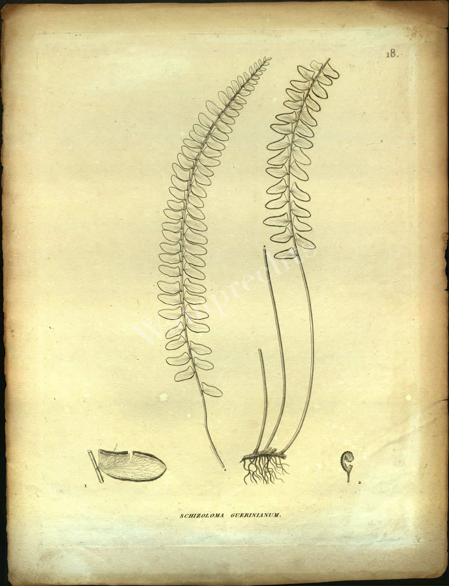 Botanical Engravings of A. Poiret