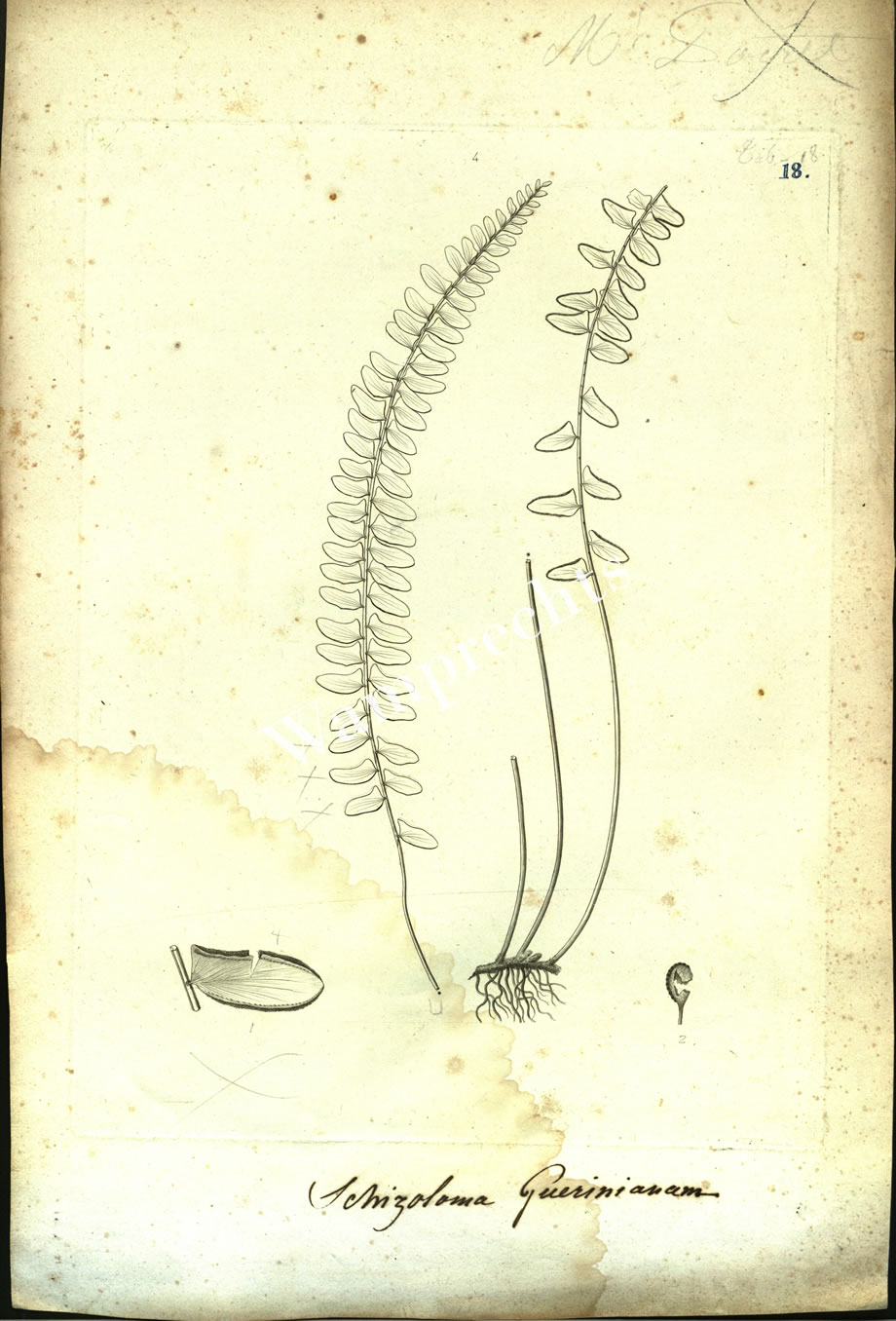 Botanical Engravings of A. Poiret