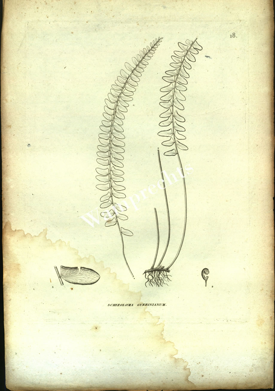 Botanical Engravings of A. Poiret