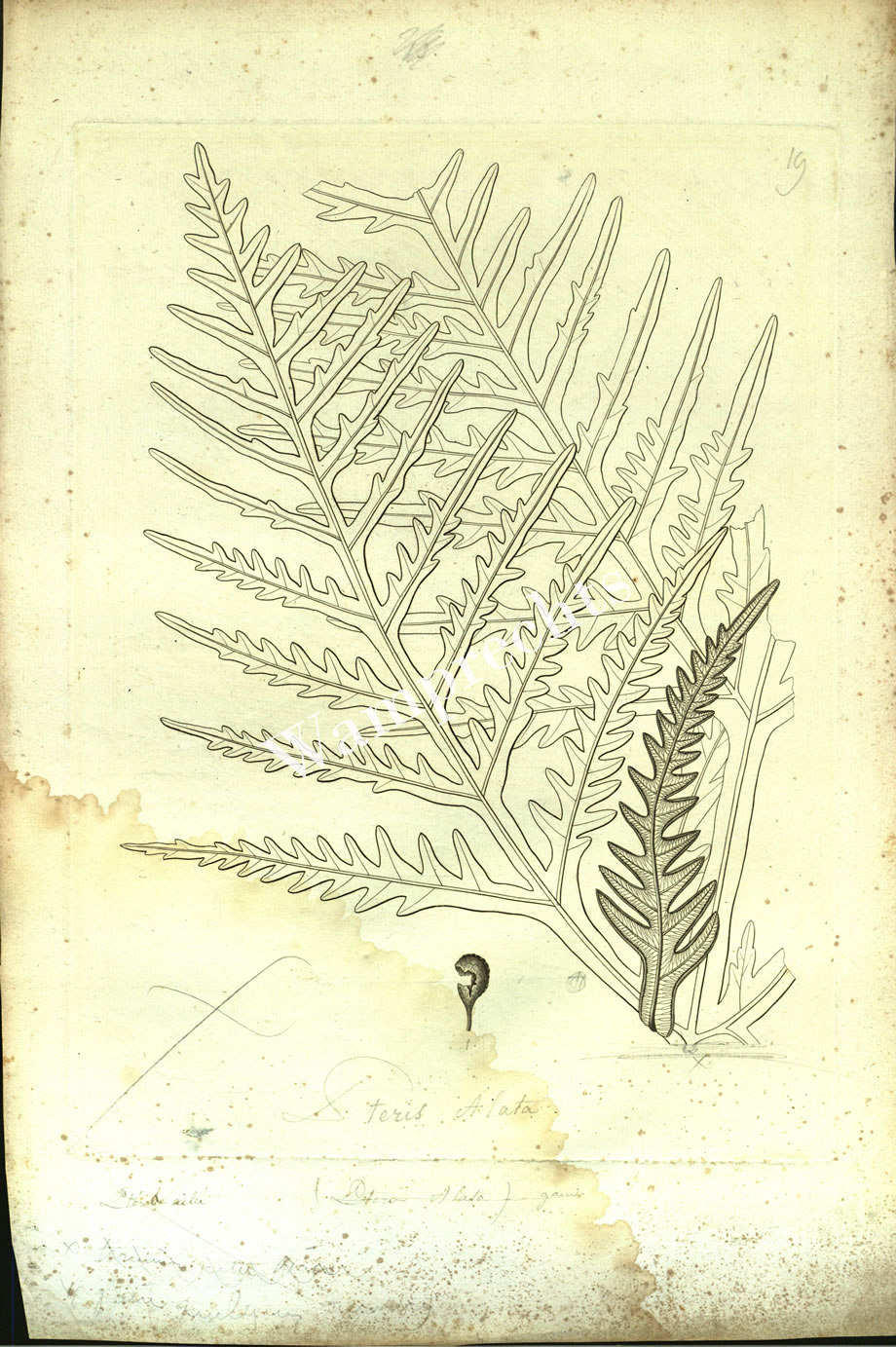 Botanical Engravings of A. Poiret