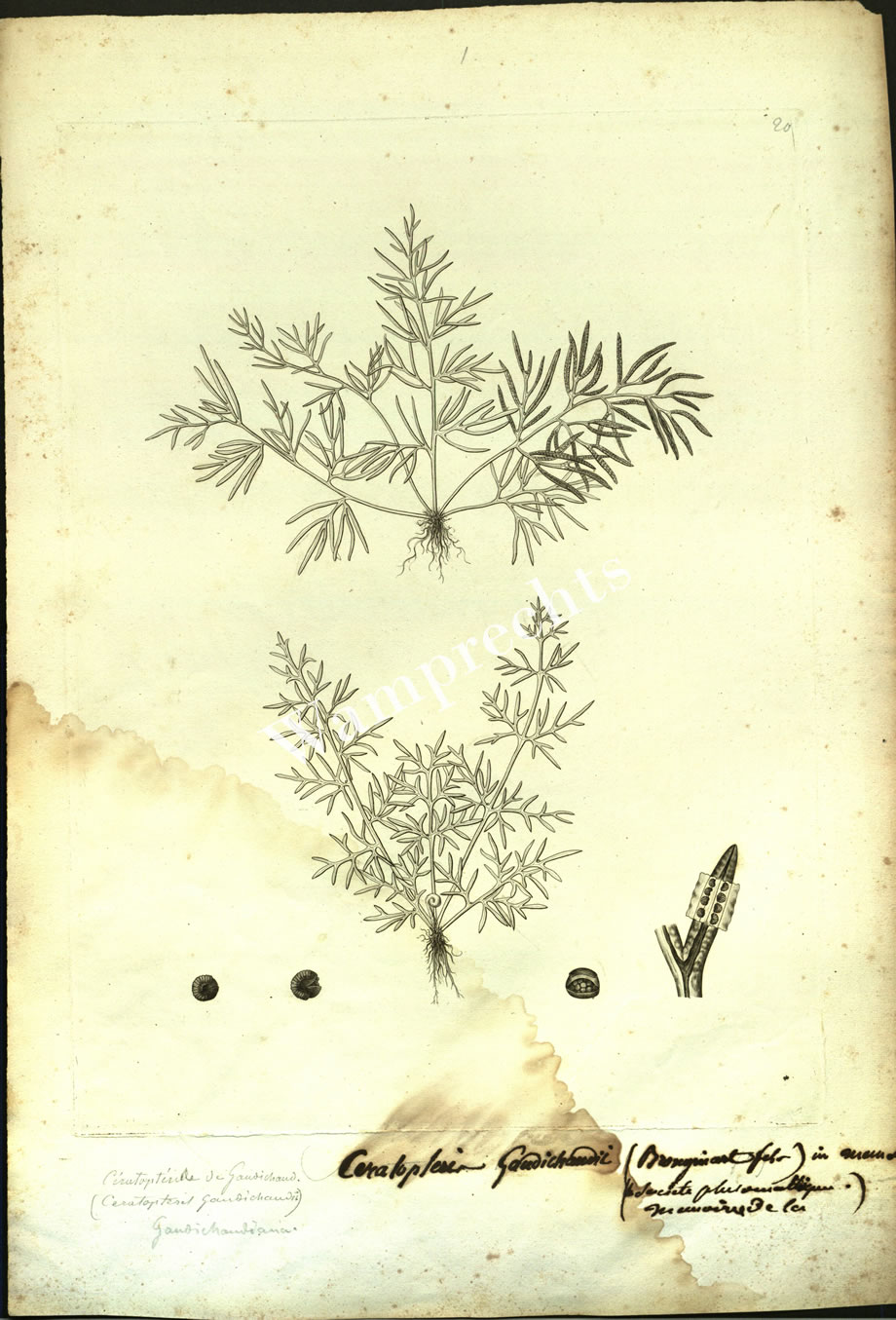 Botanical Engravings of A. Poiret