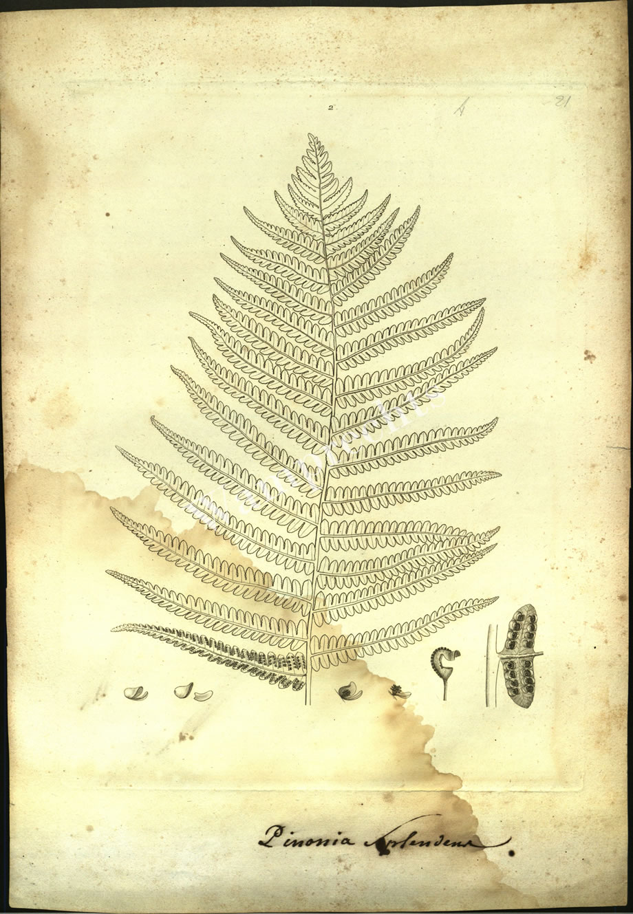Botanical Engravings of A. Poiret