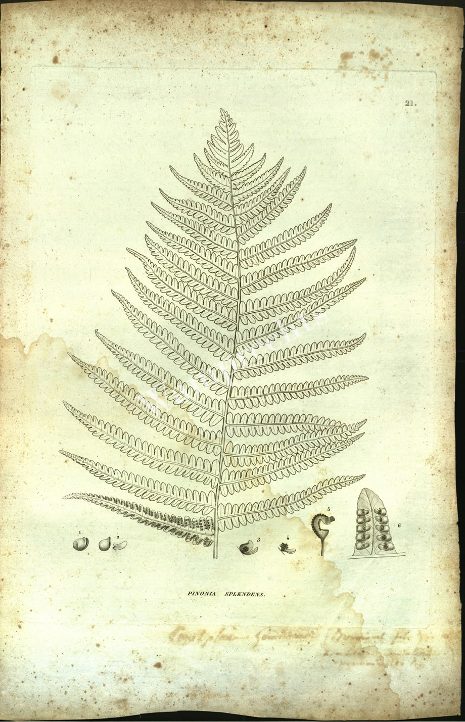 Botanical Engravings of A. Poiret